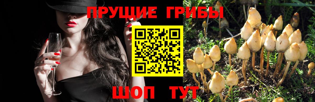 Псилоцибиновые грибы мицелий Домодедово